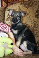 Ласковая девочка-щенок – в дар!!! - Изображение #3, Объявление #528362