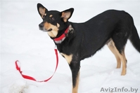 Бони-удивительная собака! - Изображение #2, Объявление #525276