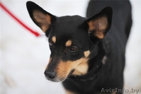 Бони-удивительная собака! - Изображение #3, Объявление #525276