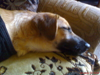 Щенку нужен дом и тепло! - Изображение #1, Объявление #542345