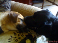 Чудный щенок в добрые руки! - Изображение #4, Объявление #534670