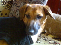 Чудный щенок в добрые руки! - Изображение #3, Объявление #534670