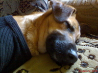 Найденный щенок ищет любящих хозяев! - Изображение #3, Объявление #527939