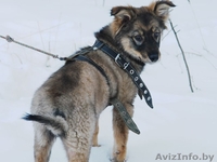 Очаровашка Жули в дар! Щеночек, 3 месяца. - Изображение #3, Объявление #542278