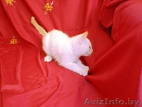 Подарите своим близким на 8 марта - Изображение #2, Объявление #553839