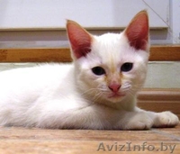 Подарите своим близким на 8 марта - Изображение #1, Объявление #553839