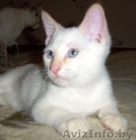 Подарите своим близким на 8 марта - Изображение #3, Объявление #553839