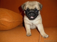 Очаровательные щенки мопса - Изображение #1, Объявление #554653