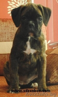 Щенки немецкого боксера питомник от чемпионов - Изображение #3, Объявление #557054