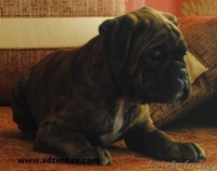 Щенки немецкого боксера питомник от чемпионов - Изображение #4, Объявление #557054