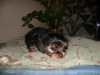 Продается щенок екширского терьера (мальчик) - Изображение #1, Объявление #545847