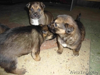 Щеночкив добрые и надёжные руки! - Изображение #1, Объявление #553335