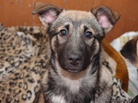 щенок 5 месяцев - Изображение #1, Объявление #532830