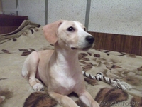 Очаровательный щеночек в дар!!! - Изображение #2, Объявление #540295