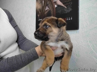 Щеночкив добрые и надёжные руки! - Изображение #3, Объявление #553335