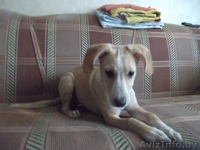 Очаровательный щеночек в дар!!! - Изображение #1, Объявление #540295