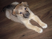 Самая лучшая девочка в дар! - Изображение #2, Объявление #596656