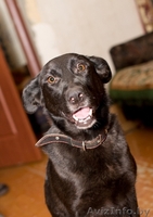 Альма-метис черной овчарки! - Изображение #1, Объявление #575848