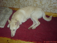 Где ты мой новый хозяин? - Изображение #2, Объявление #563118