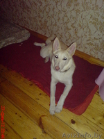 Где ты мой новый хозяин? - Изображение #1, Объявление #563118