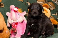 Налетай! Маленькие чуды! БЕСПЛАТНО! - Изображение #6, Объявление #567674