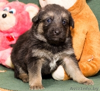 Налетай! Маленькие чуды! БЕСПЛАТНО! - Изображение #1, Объявление #567674