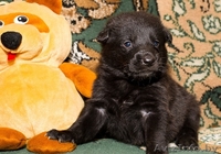 Налетай! Маленькие чуды! БЕСПЛАТНО! - Изображение #2, Объявление #567674