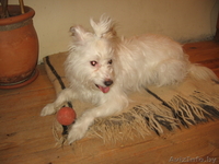 Маленький Бим (в хорошие руки) - Изображение #1, Объявление #583097