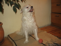 Маленький Бим (в хорошие руки) - Изображение #2, Объявление #583097