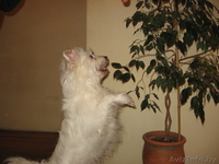 Маленький Бим (в хорошие руки) - Изображение #3, Объявление #583097