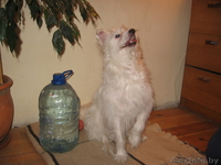 Маленький Бим (в хорошие руки) - Изображение #5, Объявление #583097