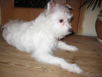 Маленький Бим (в хорошие руки) - Изображение #6, Объявление #583097