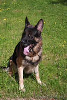 Щенки немецкой овчарки от чемпеона Р.Б. - Изображение #1, Объявление #603268