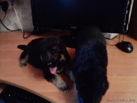 Щенки немецкой овчарки от чемпеона Р.Б. - Изображение #2, Объявление #603268