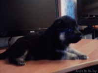 Щенки немецкой овчарки от чемпеона Р.Б. - Изображение #3, Объявление #603268