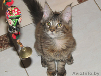 Котята канадского сфинкса,мейн-куна,американского кёрла. - Изображение #3, Объявление #595598