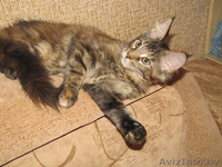 Котята канадского сфинкса,мейн-куна,американского кёрла. - Изображение #4, Объявление #595598