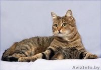 Лесная красавица в дар! - Изображение #2, Объявление #575852