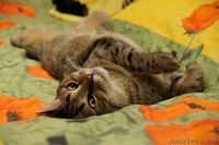 Лесная красавица в дар! - Изображение #3, Объявление #575852