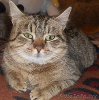 Лесная красавица в дар! - Изображение #1, Объявление #575852