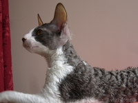 Корниш-Рекс элитные котята - Изображение #3, Объявление #596510