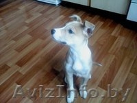 В добрые руки щенок - Изображение #1, Объявление #572176