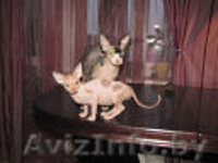 Котята канадского сфинкса,мейн-куна,американского кёрла. - Изображение #2, Объявление #595598