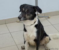 Тимочка—очень симпатичный и милый песик - Изображение #3, Объявление #575851