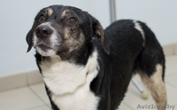 Тимочка—очень симпатичный и милый песик - Изображение #1, Объявление #575851