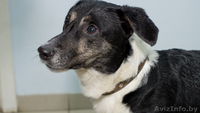 Тимочка—очень симпатичный и милый песик - Изображение #2, Объявление #575851