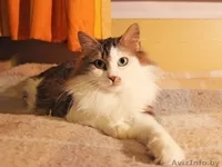 Кошка Варежка в дар! - Изображение #2, Объявление #576449