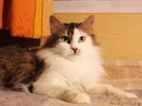 Кошка Варежка в дар! - Изображение #1, Объявление #576449