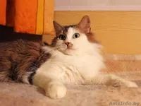 Кошка Варежка в дар! - Изображение #3, Объявление #576449