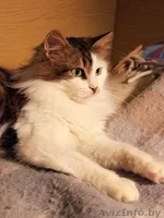 Кошка Варежка в дар! - Изображение #4, Объявление #576449